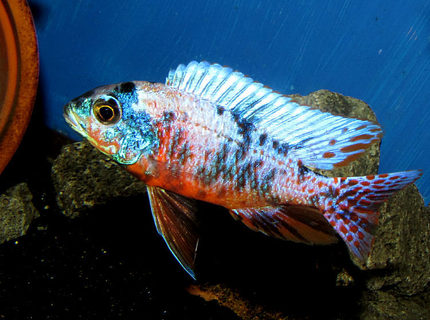 Rated #10: Freshwater Fish - Aulonocara Nyassae Var. - Peacock Cichlid, Orange Blossom Stocking In 90 Gallons Tank - OB Red Empress Rated #10: Freshwater Fish - Aulonocara Nyassae Var. - Peacock Cichlid, Orange Blossom Stocking In 90 Gallons Tank - OB Red Empress