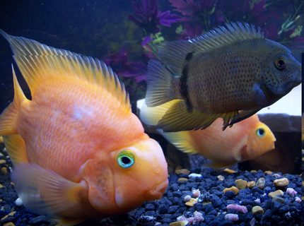 freshwater fish - heros severus x amphilophus citrinellum - blood parrot stocking in 50 gallons tank - hard to show the scale size of 'big george' the parrot cichlid but the severum he is next to is all of 7-8 inches freshwater fish - heros severus x amphilophus citrinellum - blood parrot stocking in 50 gallons tank - hard to show the scale size of 'big george' the parrot cichlid but the severum he is next to is all of 7-8 inches