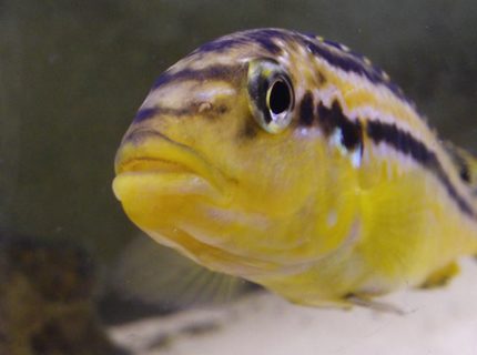 freshwater fish - melanochromis auratus - auratus cichlid stocking in 55 gallons tank - Golden Cichlid
Melanochromis Auratas female freshwater fish - melanochromis auratus - auratus cichlid stocking in 55 gallons tank - Golden Cichlid
Melanochromis Auratas female