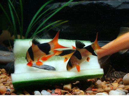 freshwater fish - botia macracantha - clown loach stocking in 40 gallons tank - Clown Loaches freshwater fish - botia macracantha - clown loach stocking in 40 gallons tank - Clown Loaches