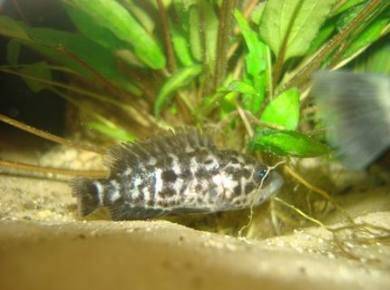 freshwater fish - parachromis managuensis - jaguar cichlid stocking in 114 gallons tank - 1 of my jaguar cichlids freshwater fish - parachromis managuensis - jaguar cichlid stocking in 114 gallons tank - 1 of my jaguar cichlids