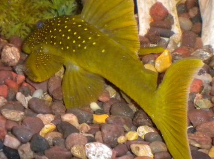 freshwater fish - baryancistrus demantoides - green phantom pleco stocking in 180 gallons tank - Green Phantom pleco freshwater fish - baryancistrus demantoides - green phantom pleco stocking in 180 gallons tank - Green Phantom pleco