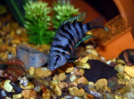 freshwater fish - archocentrus nigrofasciatus - black convict cichlid stocking in 55 gallons tank - Female Black Convict freshwater fish - archocentrus nigrofasciatus - black convict cichlid stocking in 55 gallons tank - Female Black Convict