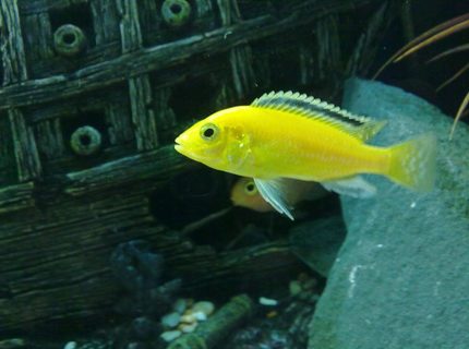 freshwater fish - labidochromis caeruleus - electric yellow cichlid stocking in 90 gallons tank - One of my Labidochromis caeruleus
(Yellow lab) freshwater fish - labidochromis caeruleus - electric yellow cichlid stocking in 90 gallons tank - One of my Labidochromis caeruleus
(Yellow lab)