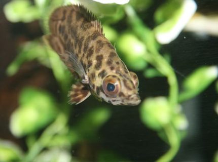 freshwater fish - ctenopoma acutirostre - leopard ctenopoma stocking in 75 gallons tank - leaf fish freshwater fish - ctenopoma acutirostre - leopard ctenopoma stocking in 75 gallons tank - leaf fish
