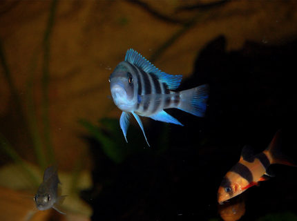 freshwater fish - cyphotilapia frontosa - frontosa cichlid stocking in 120 gallons tank - F1 Kipili Juvie, 6cm. Frontosa. freshwater fish - cyphotilapia frontosa - frontosa cichlid stocking in 120 gallons tank - F1 Kipili Juvie, 6cm. Frontosa.