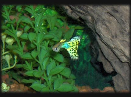 freshwater fish - poecilia reticulata - lemon cobra guppy stocking in 30 gallons tank - Guppy freshwater fish - poecilia reticulata - lemon cobra guppy stocking in 30 gallons tank - Guppy