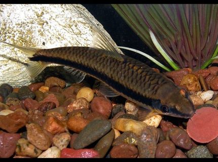 freshwater fish - crossocheilus siamensis - siamese algae eater stocking in 30 gallons tank - Siamese Algae Eater freshwater fish - crossocheilus siamensis - siamese algae eater stocking in 30 gallons tank - Siamese Algae Eater