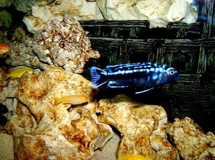 freshwater fish - beaufortia kweichowensis stocking in 90 gallons tank - Mbuna freshwater fish - beaufortia kweichowensis stocking in 90 gallons tank - Mbuna