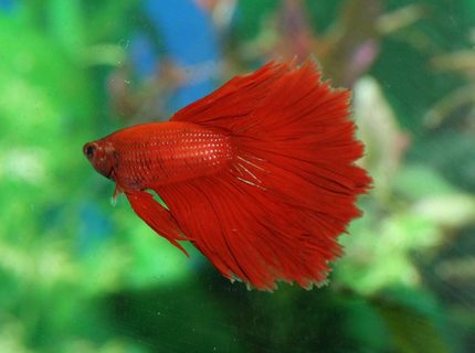 freshwater fish - betta splendens - crown tail betta stocking in 90 gallons tank - Crowntail Betta freshwater fish - betta splendens - crown tail betta stocking in 90 gallons tank - Crowntail Betta
