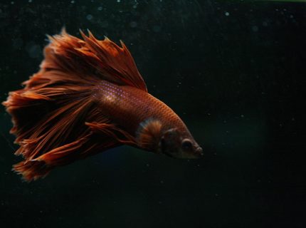freshwater fish - betta splendens - crown tail betta stocking in 90 gallons tank - Crowntail Betta freshwater fish - betta splendens - crown tail betta stocking in 90 gallons tank - Crowntail Betta