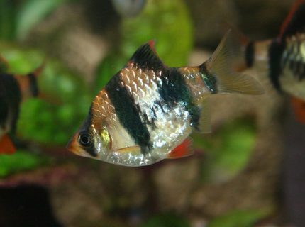 freshwater fish - puntius tetrazona - tiger barb stocking in 45 gallons tank - Tiger Barb (Puntius tetrazona)
approx. 2 years old freshwater fish - puntius tetrazona - tiger barb stocking in 45 gallons tank - Tiger Barb (Puntius tetrazona)
approx. 2 years old