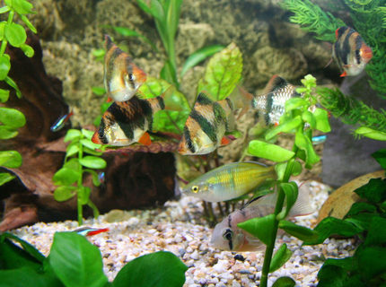 freshwater fish - puntius tetrazona - tiger barb stocking in 45 gallons tank - Tiger Barbs and Rams always want to know whats going on freshwater fish - puntius tetrazona - tiger barb stocking in 45 gallons tank - Tiger Barbs and Rams always want to know whats going on