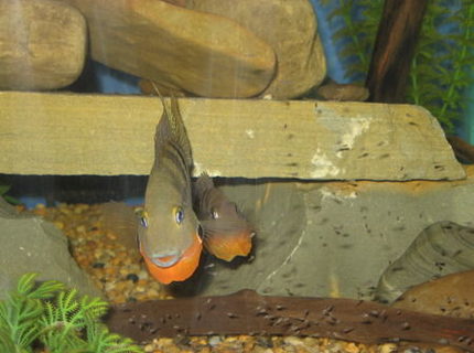 freshwater fish - thorichthys meeki - firemouth cichlid stocking in 75 gallons tank - Firemouth Cichlid Parents protecting young fry from my finger. freshwater fish - thorichthys meeki - firemouth cichlid stocking in 75 gallons tank - Firemouth Cichlid Parents protecting young fry from my finger.