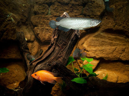 freshwater fish - scleropages jardini - jardini arowana stocking in 110 gallons tank - jardini, zz flowerhorn, midas freshwater fish - scleropages jardini - jardini arowana stocking in 110 gallons tank - jardini, zz flowerhorn, midas