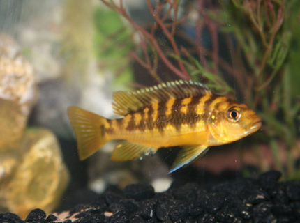 freshwater fish - pseudotropheus crabro - bumblebee cichlid stocking in 55 gallons tank - Bumble Bee freshwater fish - pseudotropheus crabro - bumblebee cichlid stocking in 55 gallons tank - Bumble Bee
