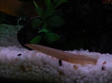 freshwater fish - macrognathus siamensis - peacock eel stocking in 100 gallons tank - Peacock Eel freshwater fish - macrognathus siamensis - peacock eel stocking in 100 gallons tank - Peacock Eel