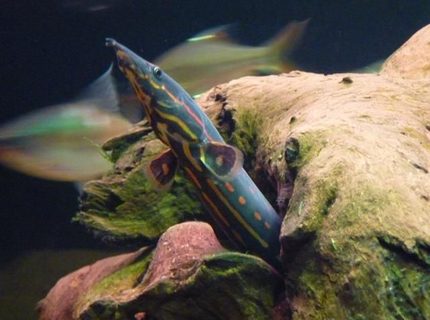 freshwater fish - mastacembelus erythrotaenia - fire eel stocking in 200 gallons tank - Fire Eel freshwater fish - mastacembelus erythrotaenia - fire eel stocking in 200 gallons tank - Fire Eel