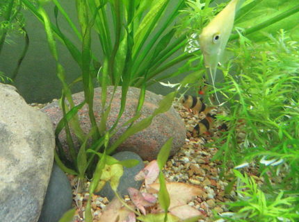freshwater fish - botia macracantha - clown loach stocking in 55 gallons tank - clown loach freshwater fish - botia macracantha - clown loach stocking in 55 gallons tank - clown loach