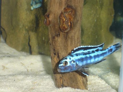 freshwater fish - melanochromis cyaneorhabdos - maingano cichlid stocking in 55 gallons tank - Melanochromis cyaneorhabdos freshwater fish - melanochromis cyaneorhabdos - maingano cichlid stocking in 55 gallons tank - Melanochromis cyaneorhabdos
