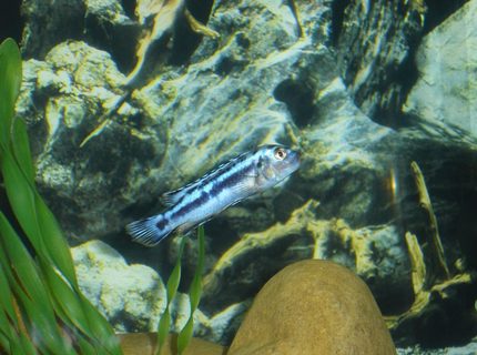 freshwater fish - melanochromis cyaneorhabdos - maingano cichlid stocking in 55 gallons tank - Maingano (Melanochromis cyaneorhabdos) freshwater fish - melanochromis cyaneorhabdos - maingano cichlid stocking in 55 gallons tank - Maingano (Melanochromis cyaneorhabdos)