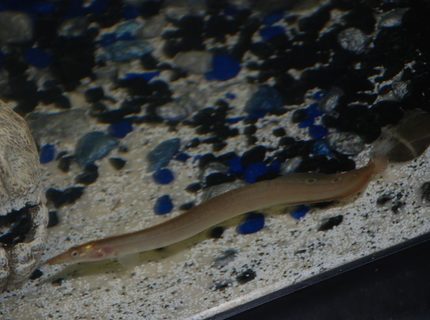 freshwater fish - macrognathus siamensis - peacock eel stocking in 37 gallons tank - Demure the spiny eel freshwater fish - macrognathus siamensis - peacock eel stocking in 37 gallons tank - Demure the spiny eel
