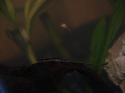 freshwater fish - farlowella gracilis - whiptail cat stocking in 37 gallons tank - Cyrano the small farlowella cat freshwater fish - farlowella gracilis - whiptail cat stocking in 37 gallons tank - Cyrano the small farlowella cat