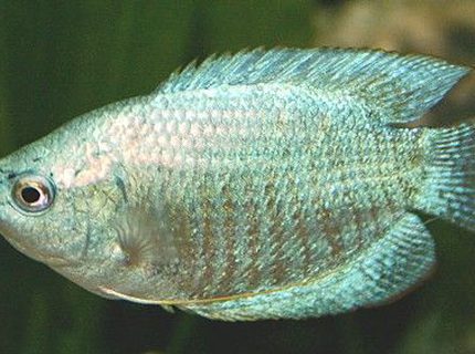 freshwater fish - colisa lalia - powder blue dwarf gourami stocking in 50 gallons tank - One of my 2x Gourami freshwater fish - colisa lalia - powder blue dwarf gourami stocking in 50 gallons tank - One of my 2x Gourami