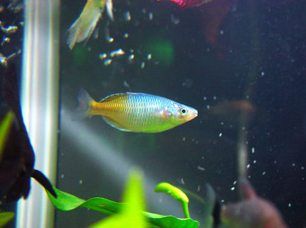 freshwater fish - melanotaenia boesemani - boesemani rainbow stocking in 540 gallons tank - my aquarium freshwater fish - melanotaenia boesemani - boesemani rainbow stocking in 540 gallons tank - my aquarium