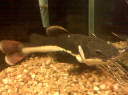 freshwater fish - phractocephalus hemioliopterus - redtail cat stocking in 150 gallons tank - redtail catfish waiting to eat.... freshwater fish - phractocephalus hemioliopterus - redtail cat stocking in 150 gallons tank - redtail catfish waiting to eat....