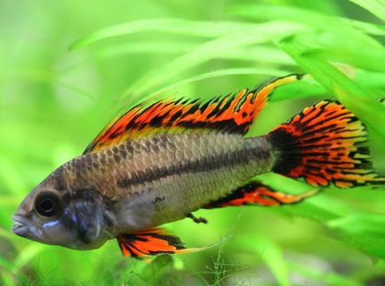 Rated #4: Freshwater Fish - Apistogramma Cacatuoides - Double Full Red Cockatoo Cichlid Stocking In 40 Gallons Tank - Apistogramma Cacatuoides Double Red Rated #4: Freshwater Fish - Apistogramma Cacatuoides - Double Full Red Cockatoo Cichlid Stocking In 40 Gallons Tank - Apistogramma Cacatuoides Double Red