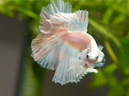 Rated #8: Freshwater Fish - Betta Splendens - Halfmoon Betta Stocking In 50 Gallons Tank - opaque halfmoon betta
Mr. Dzi Rated #8: Freshwater Fish - Betta Splendens - Halfmoon Betta Stocking In 50 Gallons Tank - opaque halfmoon betta
Mr. Dzi
