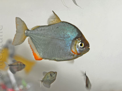 freshwater fish - metynnis argenteus - silver dollar stocking in 64 gallons tank - My Silver Dollars freshwater fish - metynnis argenteus - silver dollar stocking in 64 gallons tank - My Silver Dollars