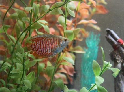 freshwater fish - colisa lalia - dwarf gourami stocking in 35 gallons tank - dwarf gourami freshwater fish - colisa lalia - dwarf gourami stocking in 35 gallons tank - dwarf gourami