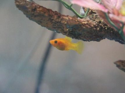 freshwater fish - xiphophorus maculatus - platy stocking in 35 gallons tank - Platy freshwater fish - xiphophorus maculatus - platy stocking in 35 gallons tank - Platy