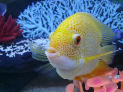 freshwater fish - heros serverus - gold severum - Male Gold Severum. freshwater fish - heros serverus - gold severum - Male Gold Severum.