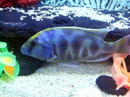 freshwater fish - nimbochromis venustus - venustus cichlid - Male Giraffe Cichlid (Venustus). freshwater fish - nimbochromis venustus - venustus cichlid - Male Giraffe Cichlid (Venustus).
