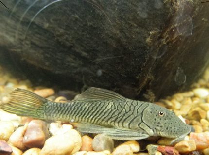 freshwater fish - chaetostoma milesi - rubberlip pleco stocking in 46 gallons tank - Baby Rubberlip Pleco (Chaestoma milesi) enjoying a brief rest! freshwater fish - chaetostoma milesi - rubberlip pleco stocking in 46 gallons tank - Baby Rubberlip Pleco (Chaestoma milesi) enjoying a brief rest!
