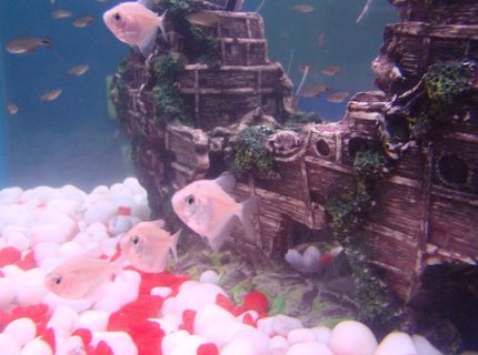 freshwater fish - gymnocorymbus ternetzi - black widow tetra stocking in 35 gallons tank - Albino Black Widow Tetras freshwater fish - gymnocorymbus ternetzi - black widow tetra stocking in 35 gallons tank - Albino Black Widow Tetras