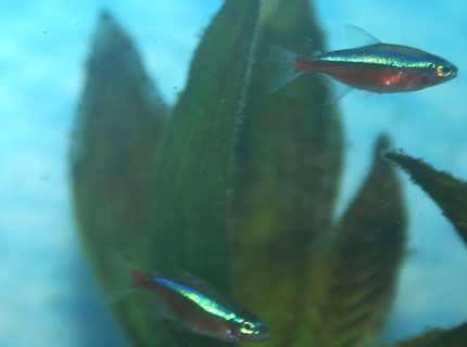 freshwater fish - paracheirodon axelrodi - cardinal tetra stocking in 36 gallons tank - Cardinal Tetras freshwater fish - paracheirodon axelrodi - cardinal tetra stocking in 36 gallons tank - Cardinal Tetras