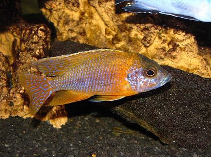 freshwater fish - aulonocara rubescens - ruby red peacock stocking in 137 gallons tank - Aulonocara var. ''Rubescens'' freshwater fish - aulonocara rubescens - ruby red peacock stocking in 137 gallons tank - Aulonocara var. ''Rubescens''