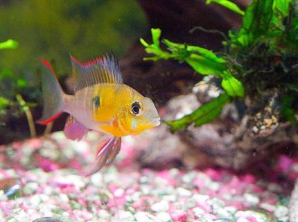freshwater fish - microgeophagus altispinosa - bolivian ram stocking in 33 gallons tank - Bolivian ram in full colouration and gill flaring freshwater fish - microgeophagus altispinosa - bolivian ram stocking in 33 gallons tank - Bolivian ram in full colouration and gill flaring