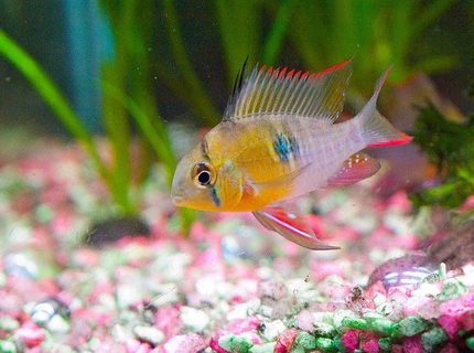freshwater fish - microgeophagus altispinosa - bolivian ram stocking in 33 gallons tank - Full on display of colour when Bolivian ram is happy freshwater fish - microgeophagus altispinosa - bolivian ram stocking in 33 gallons tank - Full on display of colour when Bolivian ram is happy