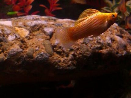 freshwater fish - poecilia latipinna - golden sailfin molly stocking in 110 gallons tank - Molly freshwater fish - poecilia latipinna - golden sailfin molly stocking in 110 gallons tank - Molly