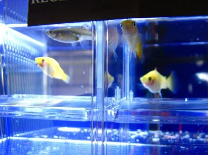 freshwater fish - xiphophorus maculatus - gold twin bar platy stocking in 55 gallons tank - Pregnant Guppy and Gold Twin Bar Platies. freshwater fish - xiphophorus maculatus - gold twin bar platy stocking in 55 gallons tank - Pregnant Guppy and Gold Twin Bar Platies.