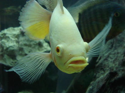 freshwater fish - astronotus ocellatus - albino oscar stocking in 350 gallons tank - Bob my 10 inch albino long finned Oscar, you can see how long his side fins are and his tail is extremely long! freshwater fish - astronotus ocellatus - albino oscar stocking in 350 gallons tank - Bob my 10 inch albino long finned Oscar, you can see how long his side fins are and his tail is extremely long!