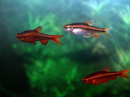 freshwater fish - puntius titteya - cherry barb stocking in 30 gallons tank - These are 3 of the 5 Cherry Barbs in my tank. In this photo their is 2 males (dark red) and 1 female (lighter one) freshwater fish - puntius titteya - cherry barb stocking in 30 gallons tank - These are 3 of the 5 Cherry Barbs in my tank. In this photo their is 2 males (dark red) and 1 female (lighter one)