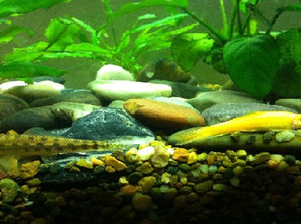 freshwater fish - gyrinocheilos aymonieri - gold algae eater stocking in 52 gallons tank - two sucking catfish side by side freshwater fish - gyrinocheilos aymonieri - gold algae eater stocking in 52 gallons tank - two sucking catfish side by side