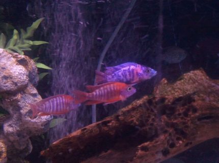 freshwater fish - aulonocara hansbaenschi - red peacock cichlid stocking in 100 gallons tank - some of our peackocks.. ohh and a skat fish in back. freshwater fish - aulonocara hansbaenschi - red peacock cichlid stocking in 100 gallons tank - some of our peackocks.. ohh and a skat fish in back.