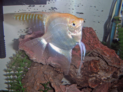 freshwater fish - pterophyllum scalare - sunset blushing veil angelfish stocking in 26 gallons tank - My one year-old Angelfish Lieutenant Shiny Sides. 4 inches tall, always seeking more food and attention. freshwater fish - pterophyllum scalare - sunset blushing veil angelfish stocking in 26 gallons tank - My one year-old Angelfish Lieutenant Shiny Sides. 4 inches tall, always seeking more food and attention.